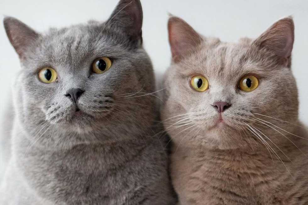 British Shorthair orange kitten