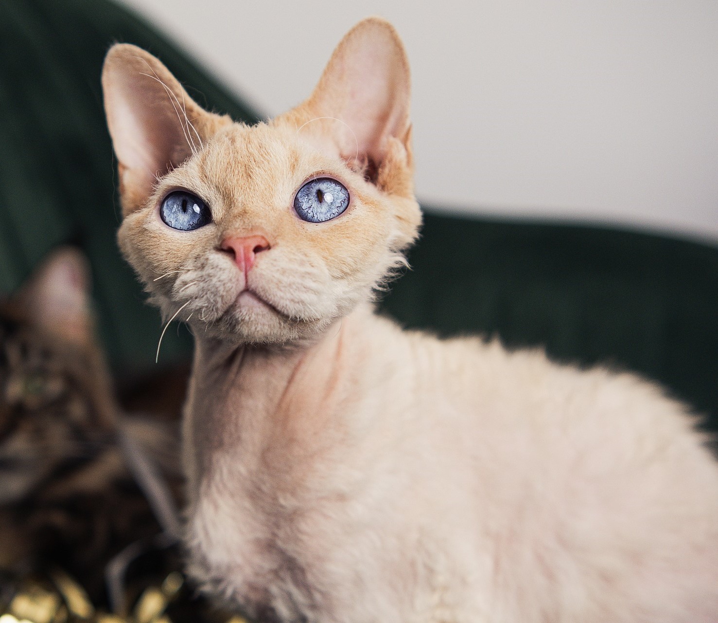 cat-7762862_1920