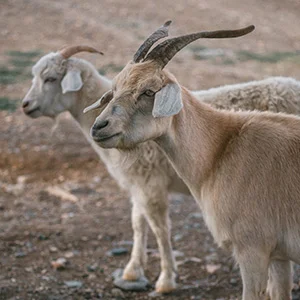 Foot and Mouth problem in Sheep and Goat