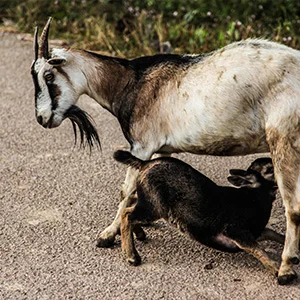 Septic Problem in Sheep & Goat