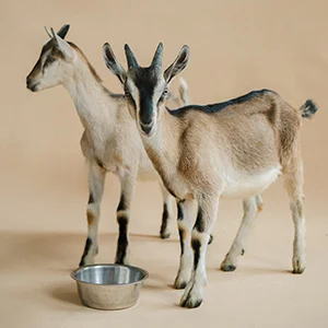 Diarrhea Problem in Sheep & Goat