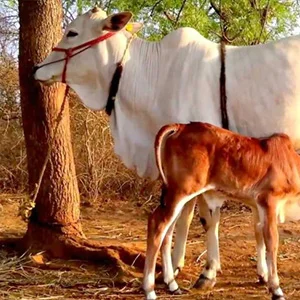 Physical irritability problem in Cattle