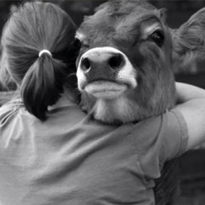 Fever in Cattle
