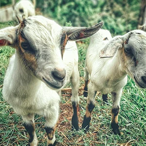Pox Problem in Sheep & Goat