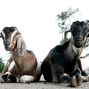 Fever in Sheep & Goat