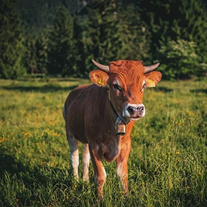 Mastitis Problem in Cow and Buffalo