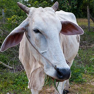 Inflammation, Cracks, Wounds Problem in Cow and Buffalo