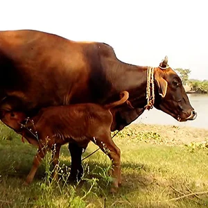 Lumpy problem in Cow and Buffalo