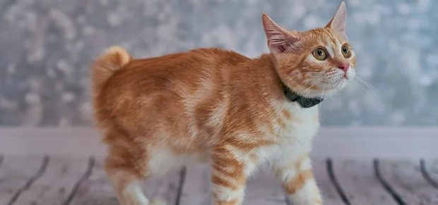 American Bobtail Cat