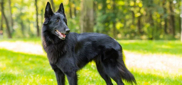 belgium dog