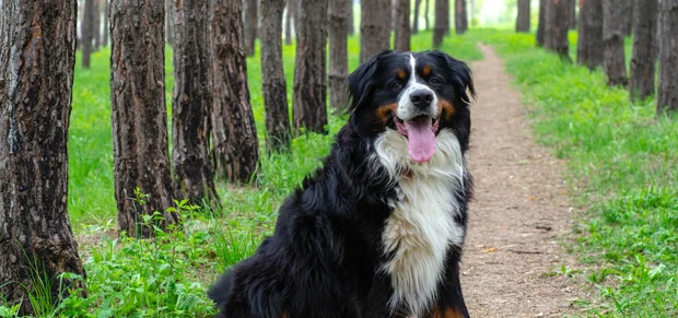 Bernese Mountain Dogs
