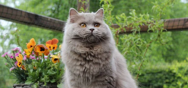 British Longhair Cats