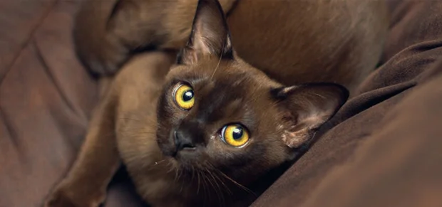 Burmese Cat