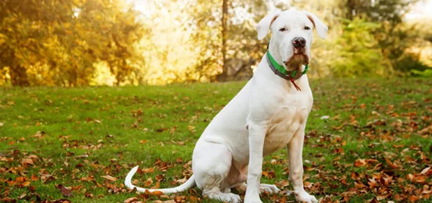Dogo Argentino dog