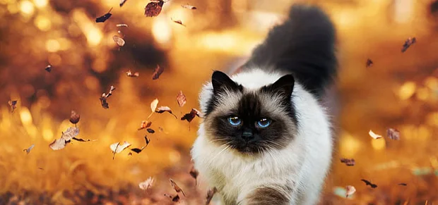 Himalayan Cat