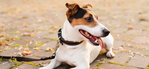Indie Dog Breed