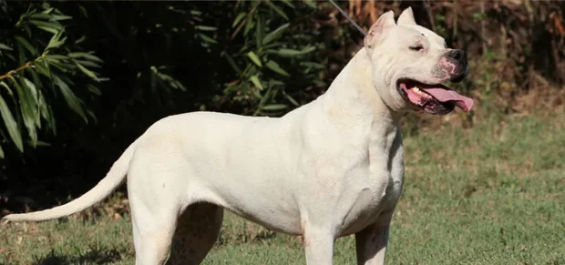 Pakistani Bully Dog Breed