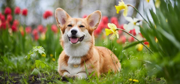 Pembroke Welsh Corgi dog