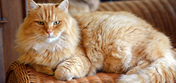 Siberian Cat Breed
