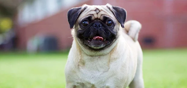 Pug Dog