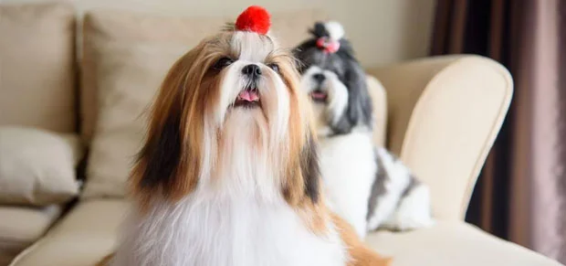 Shih Tzu Dog