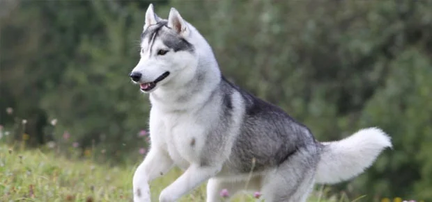 siberian husky dog