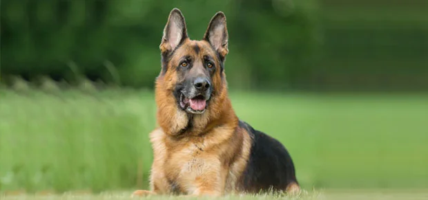 German Shepherd dog