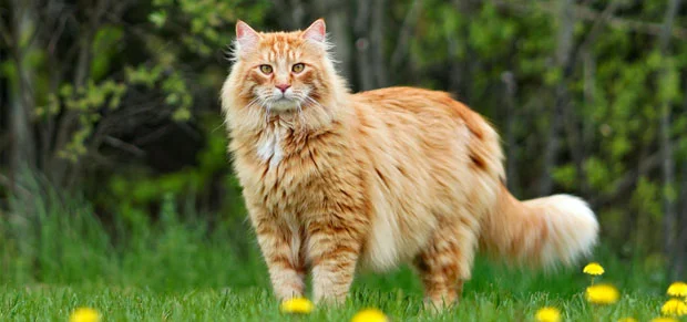Maine Coon Cat