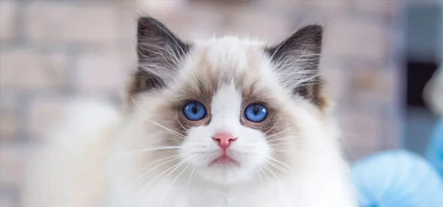 Ragdoll Cat Breed