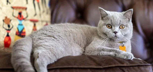 British Shorthair Cat