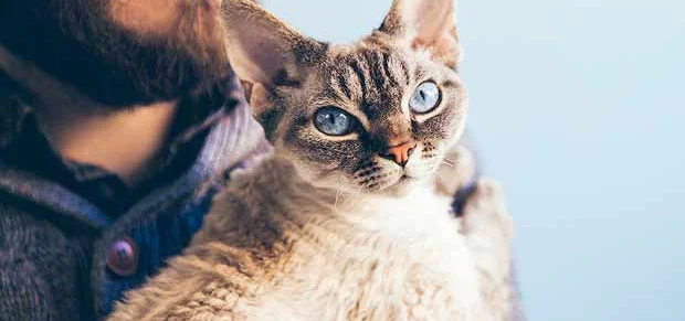 Devon Rex Cat