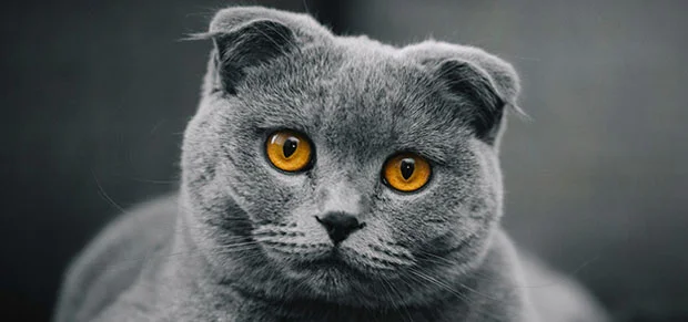 Exotic Shorthair Cat