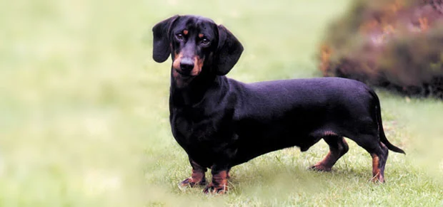 Dachshund dog