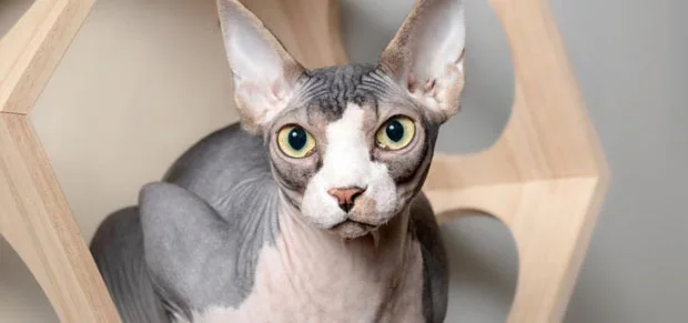 Sphynx Cat Breed