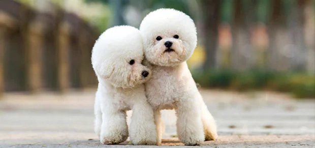 poodle dog