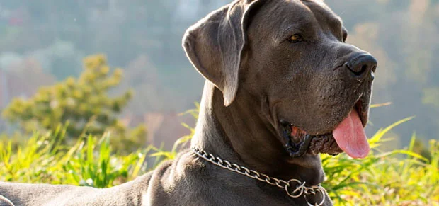 Great Dane dog