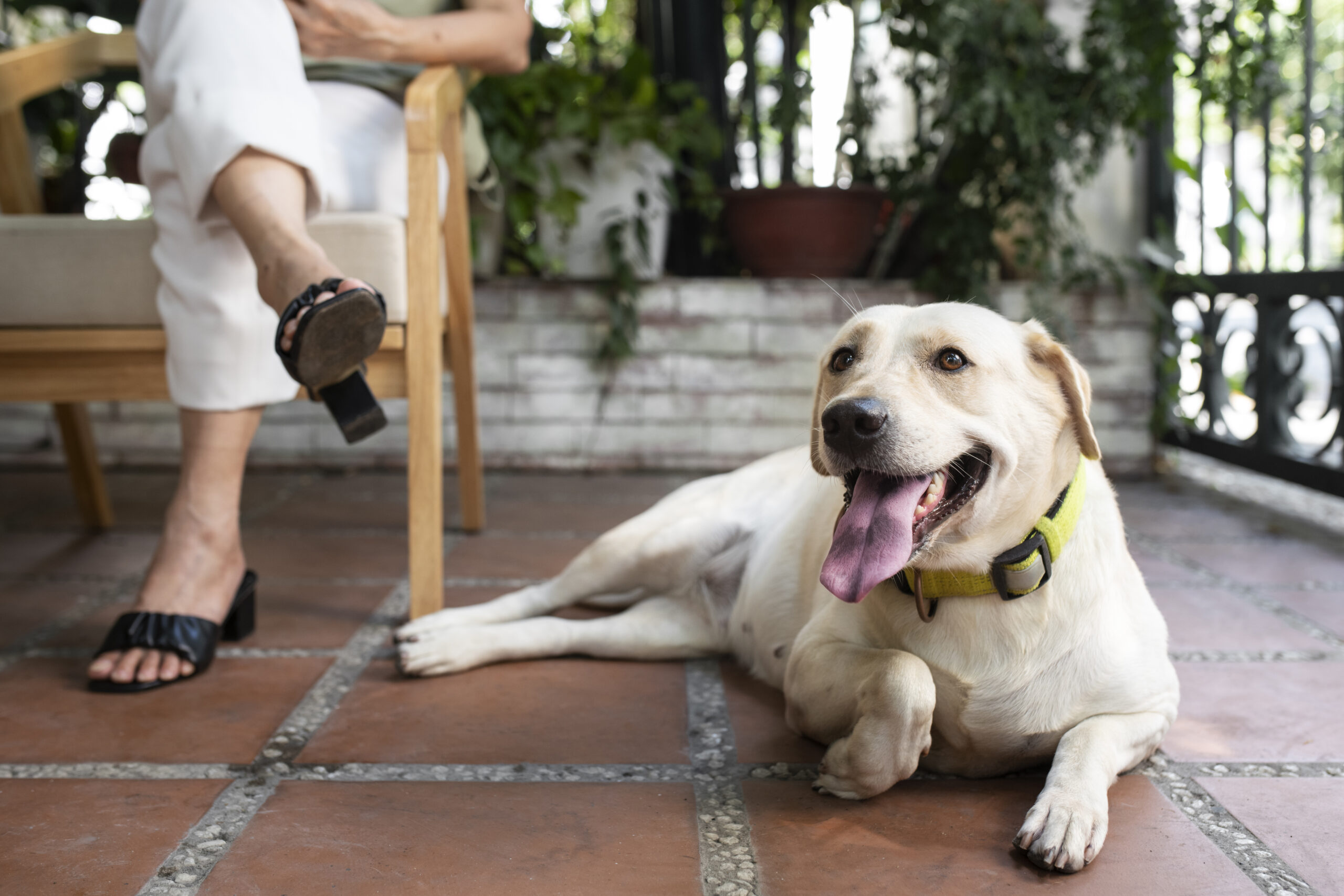 joint pain in pets